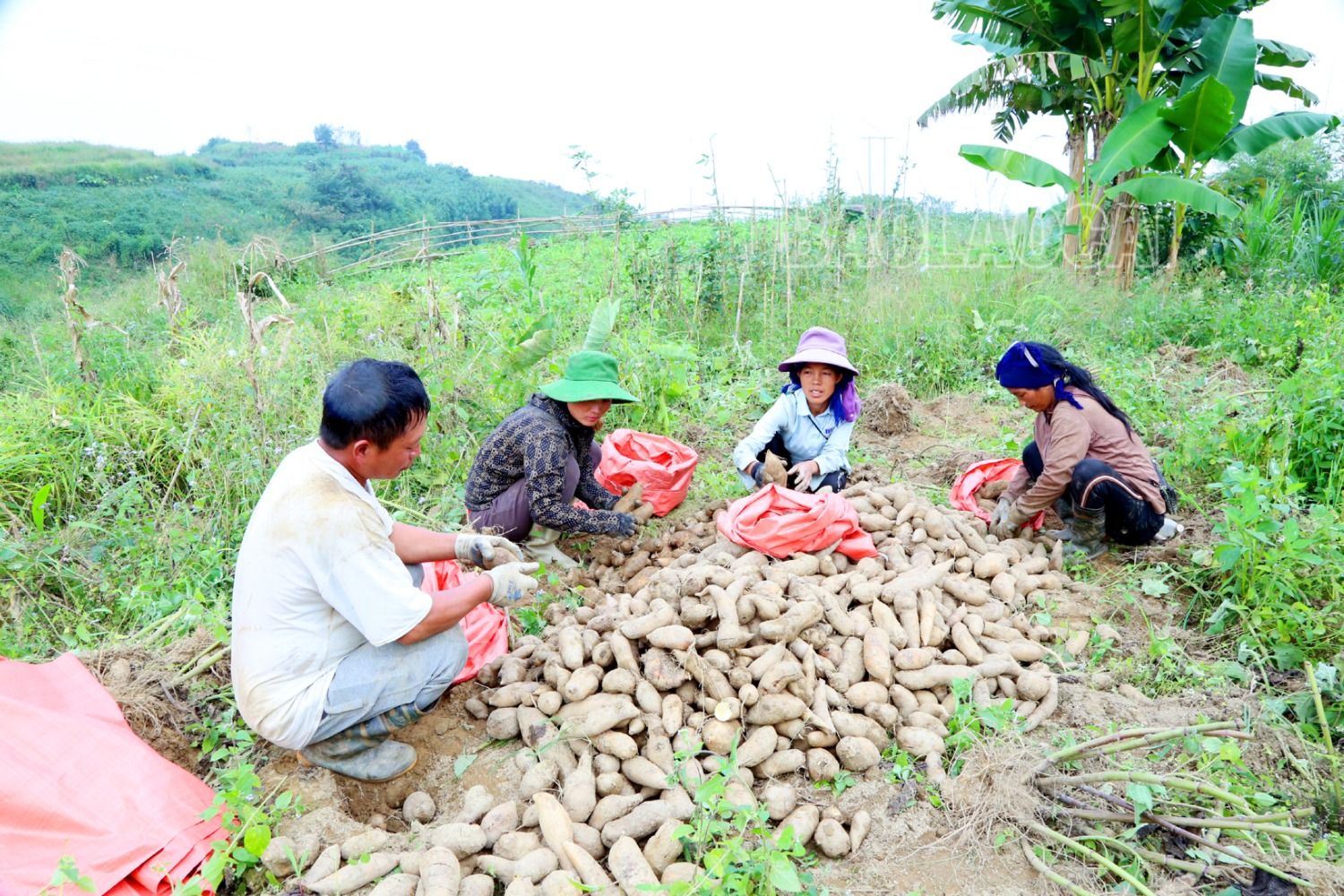 Người dân xã Trịnh Tường thu hơn 4 tỷ đồng từ bán củ sâm đất