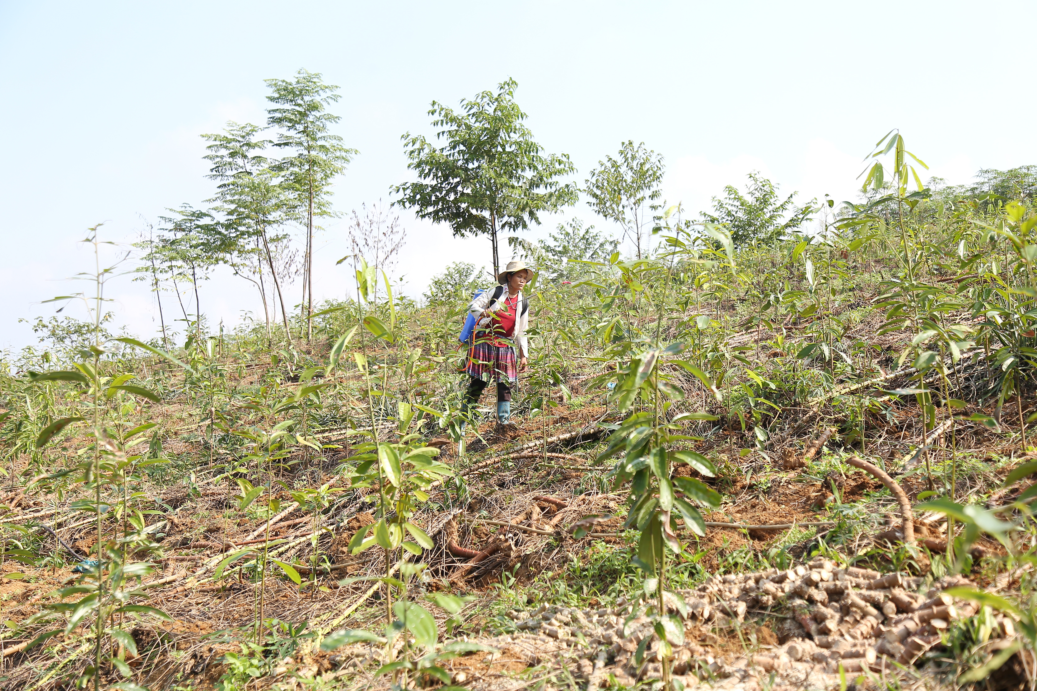 Theo thống kê, từ đầu năm đến nay, nông dân các địa phương trong tỉnh đã thực hiện chuyển đổi 796 ha đất sản xuất kém hiệu quả sang trồng các cây chủ lực, tiềm năng theo Nghị quyết 10 ngày 26/8/2021 của Ban Thường vụ Tỉnh ủy.
