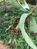 Thượng Hà (Bảo Yên): 10 ha rừng mỡ bị sâu ong ăn lá 