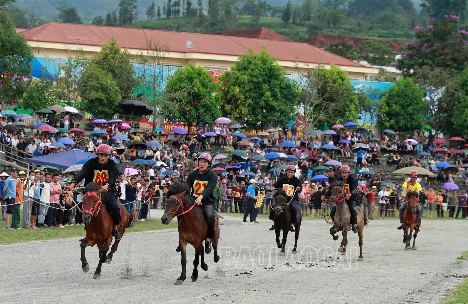 Festival Cao nguyên trắng Bắc Hà: Vó ngựa đã rộn vang