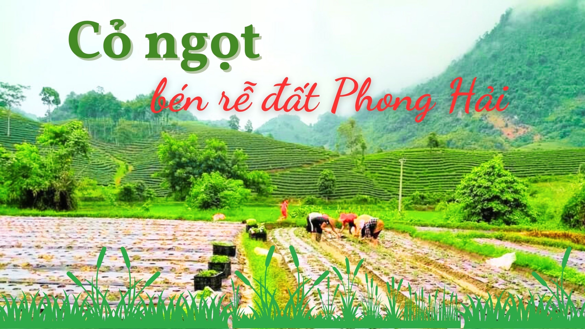 Cỏ ngọt bén rễ đất Phong Hải