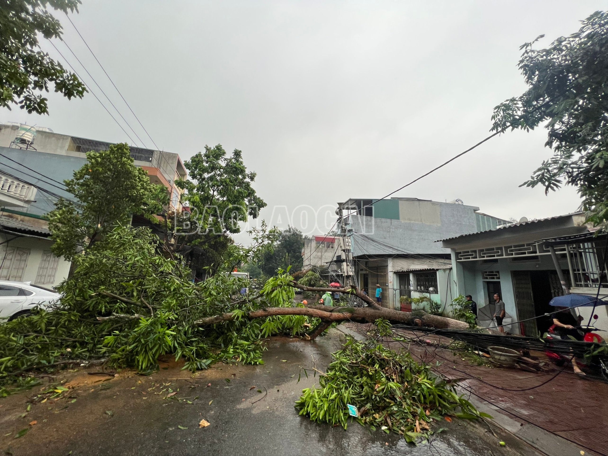 Thành phố Lào Cai: Dông lốc, mưa đá gây ngập úng, cây xanh gãy đổ ở một số tuyến phố