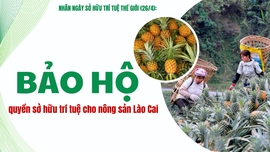 Bảo hộ quyền sở hữu trí tuệ cho nông sản Lào Cai
