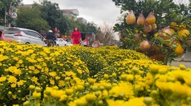 Rực rỡ chợ hoa xuân