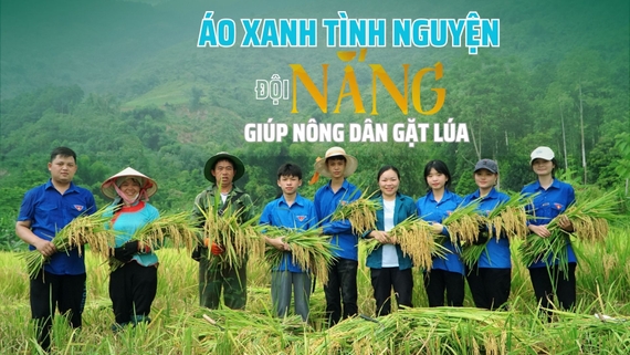 Áo xanh tình nguyện "đội nắng" giúp nông dân gặt lúa