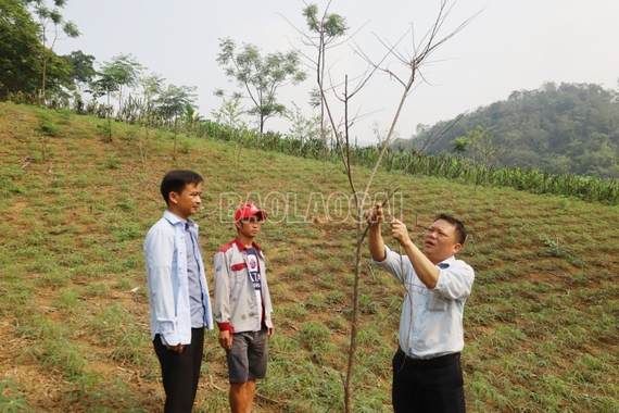 Diện tích cây na ở xã Làng Giàng chết do bị bệnh thối rễ