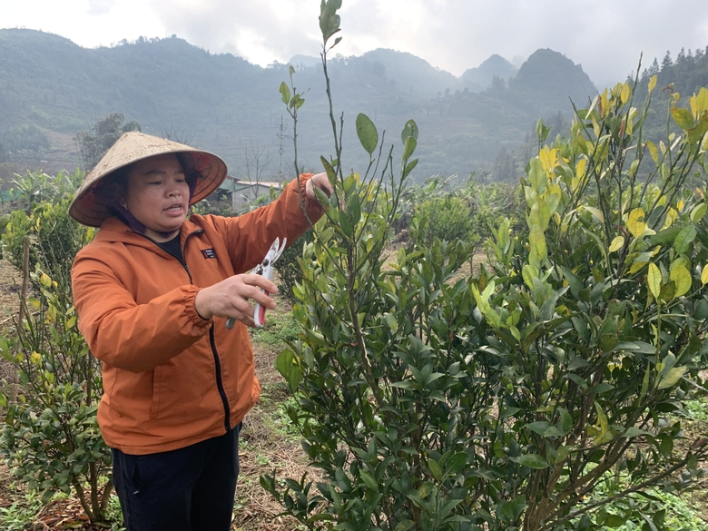 Chị Vương Vĩnh Phú, thị trấn Mường Khương được hỗ trợ vay 100 triệu đồng đầu tư mô hình trồng quýt ngọt.jpeg