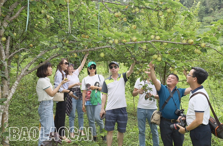Du khách trải nghiệm thu hoạch lê tại thôn Seng Sui, xã Lùng Thẩn.jpg