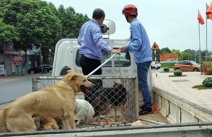 Lực lượng chức năng bắt giữ chó thả rông..jpg