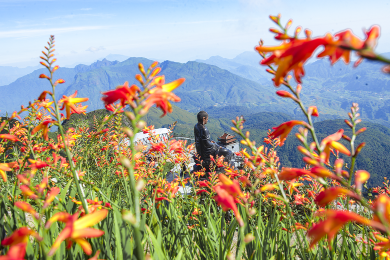 The crocosmia flowers field in Sun World Fansipan Legend.png