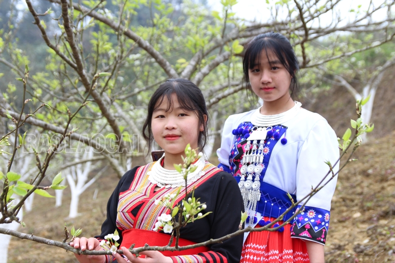 Những thiếu nữ Mông check - in bên vườn lê trắng tại địa phương.JPG